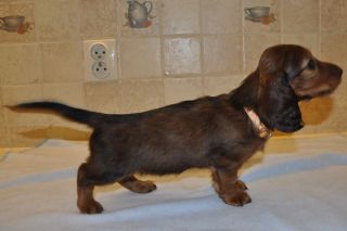 Jamnik d�ugow�osy - szczeni� 